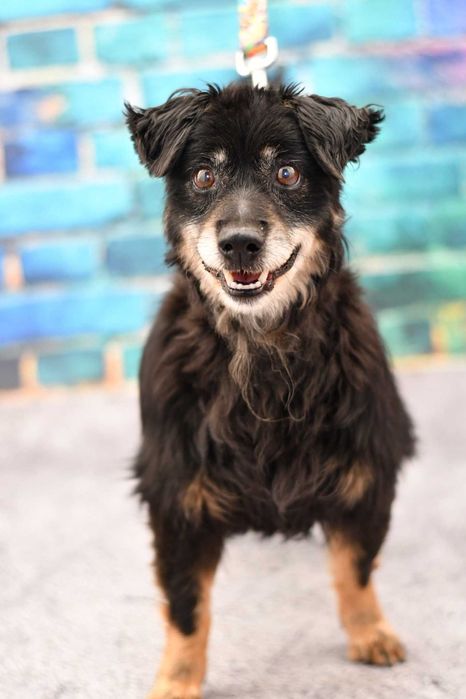 Mały Toluś szuka kochającego domku!