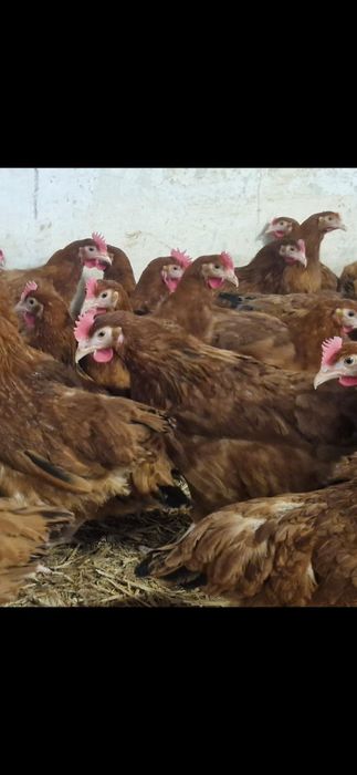 Kury, kurczęta odchowane-Jędrzejów możliwy transport!!!