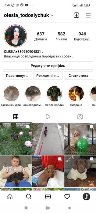 Англійські кокер спаніелі