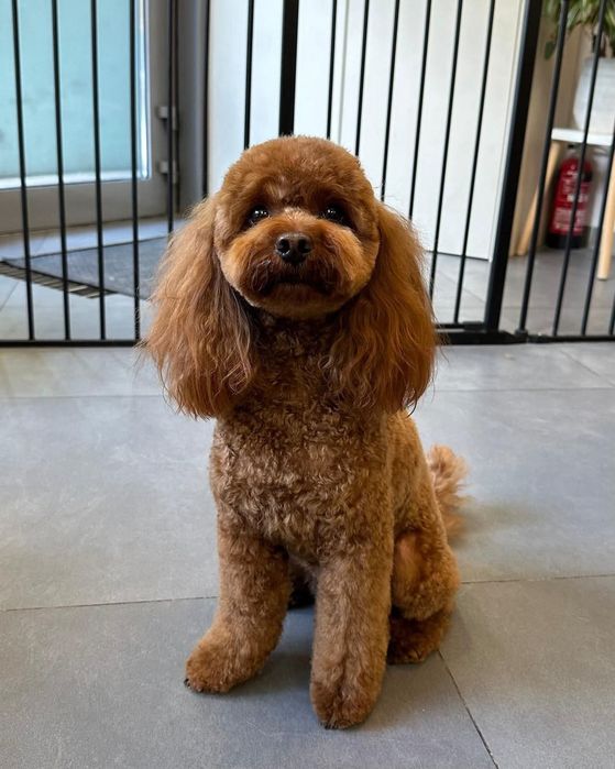 Groomer strzyżenie psów