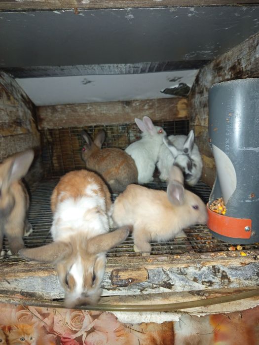 Пропоную вашій увазі кроликів середніх порід