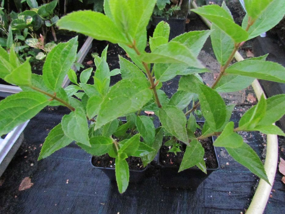HORTENSJA Hydrangea  -  RÓŻANECZNIK Rhododendron  Lilak - Doniczka p-9