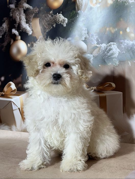 Міні хлопчик Мальтіпу той пудель