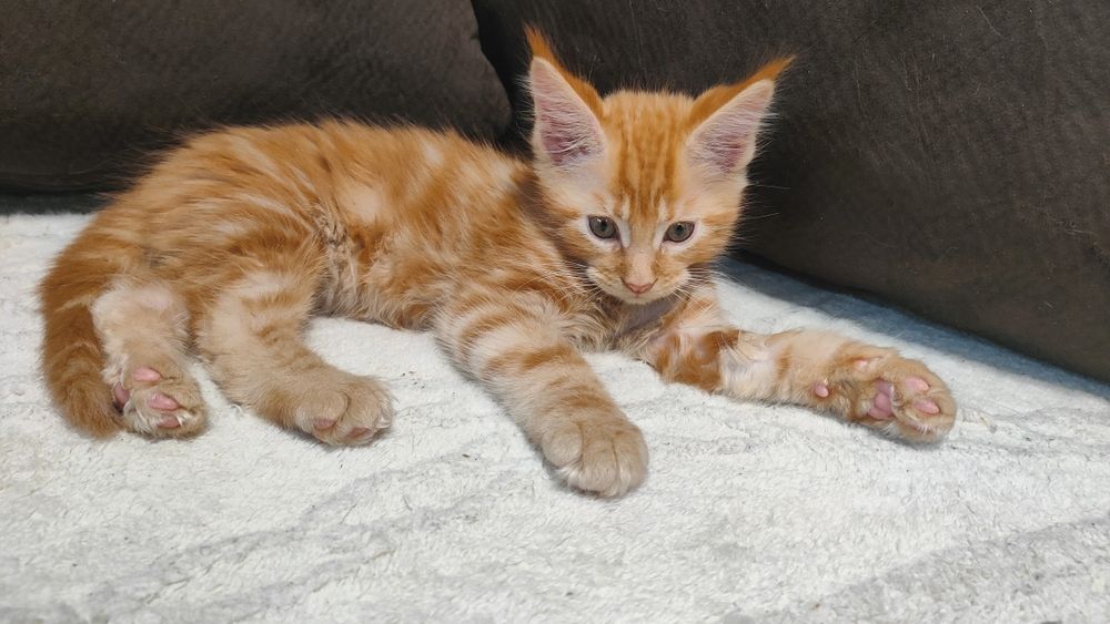 Рыжий красавчик Мейн Кун.