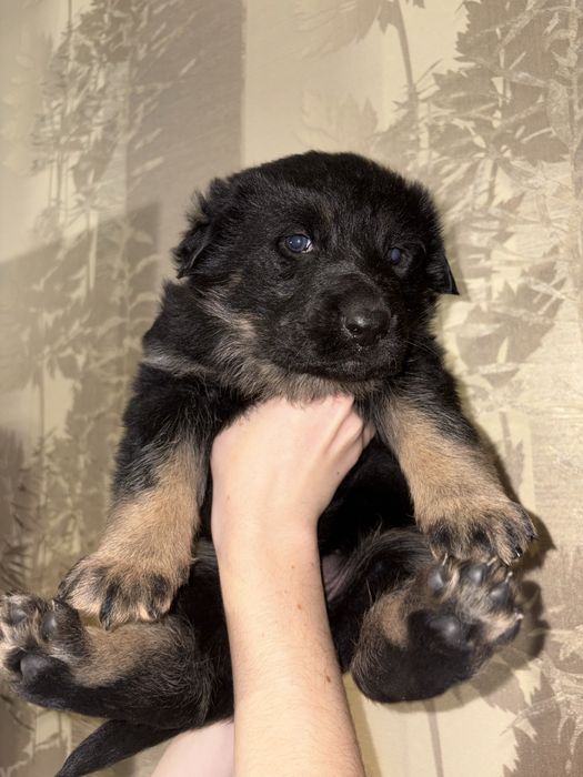 Цуценята німецької вівчарки, від батьків з родоводом