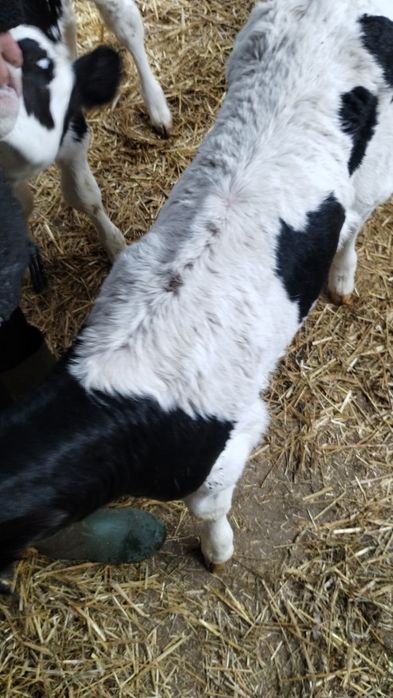 Byczek HF po Simentalce