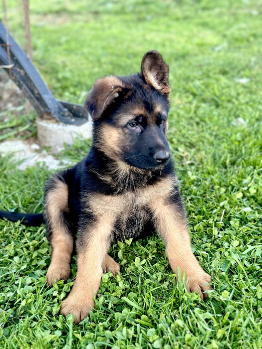 Цуценята німецької вівчарки,дві красуні.