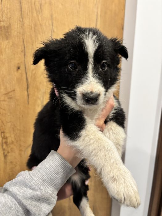 Czarno-Biały piesek border collie Gotowy do odbioru