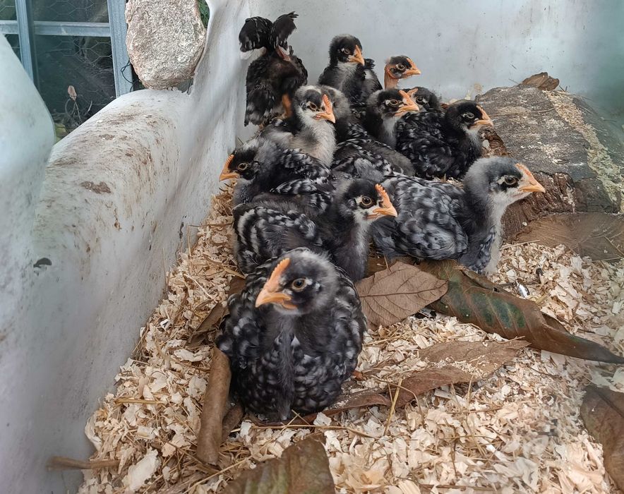 Galinha Pedrês Portuguesa