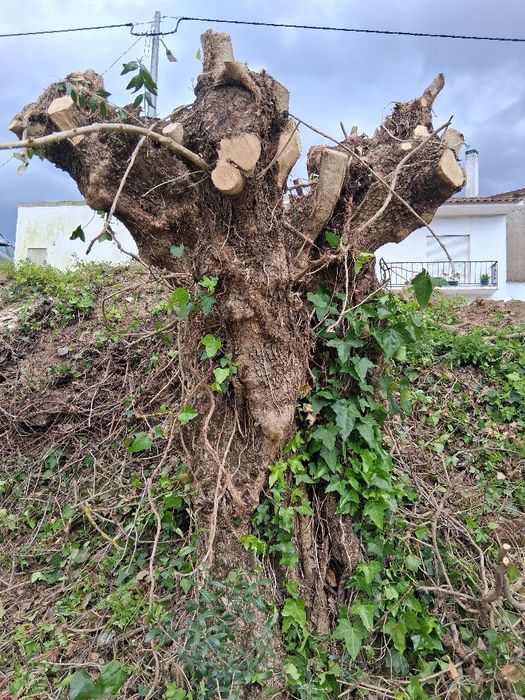 Oliveiras galegas centenárias