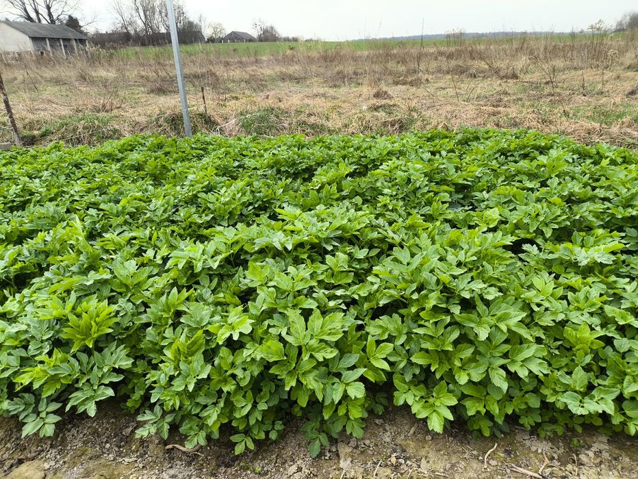 Arcydzięgiel sadzonki