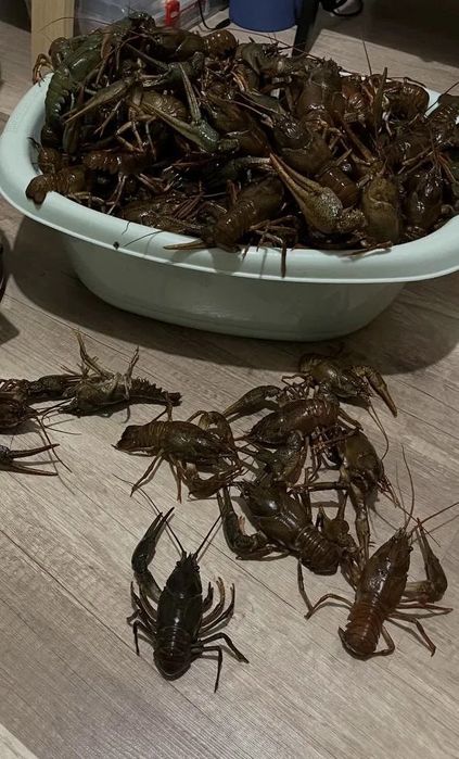 Продам ракі доставкой по місту