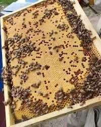 Продам Бджолопакети!!!