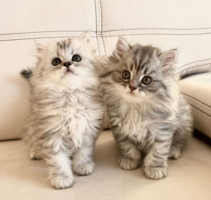 Британський котик.