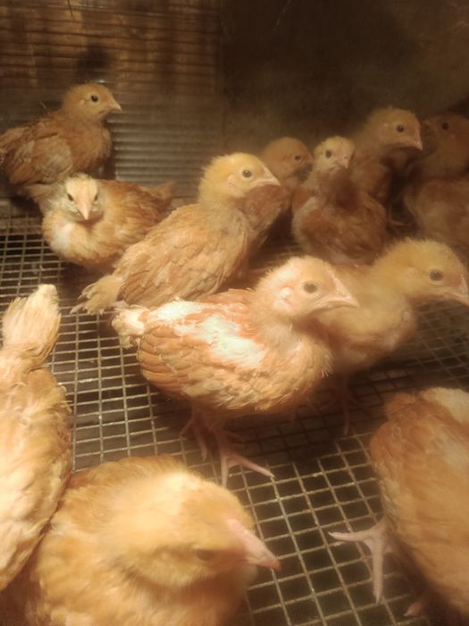 Kury nioski  czerwone