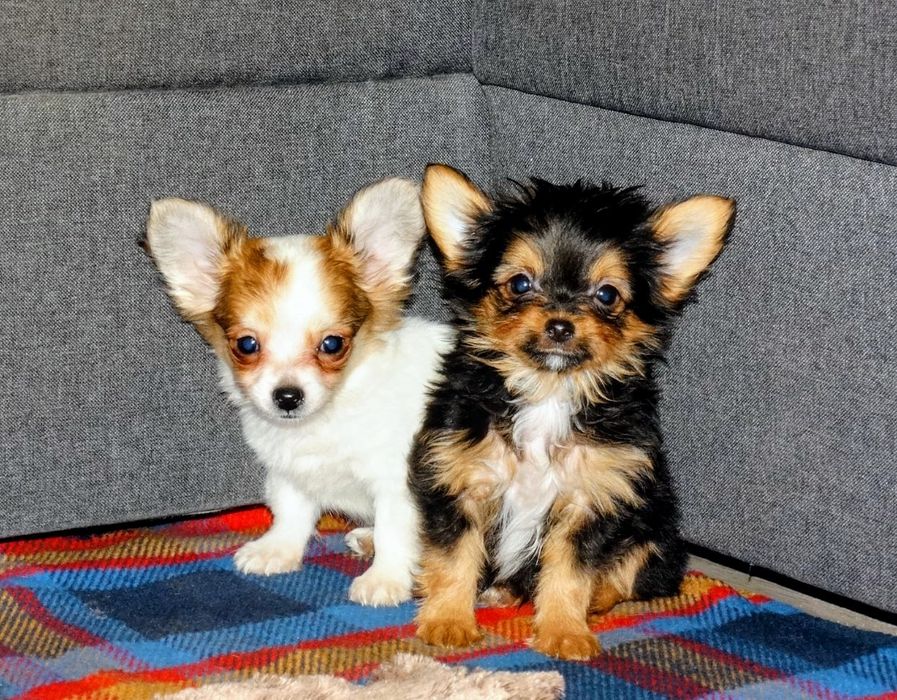 Chihuahua super przystojniak