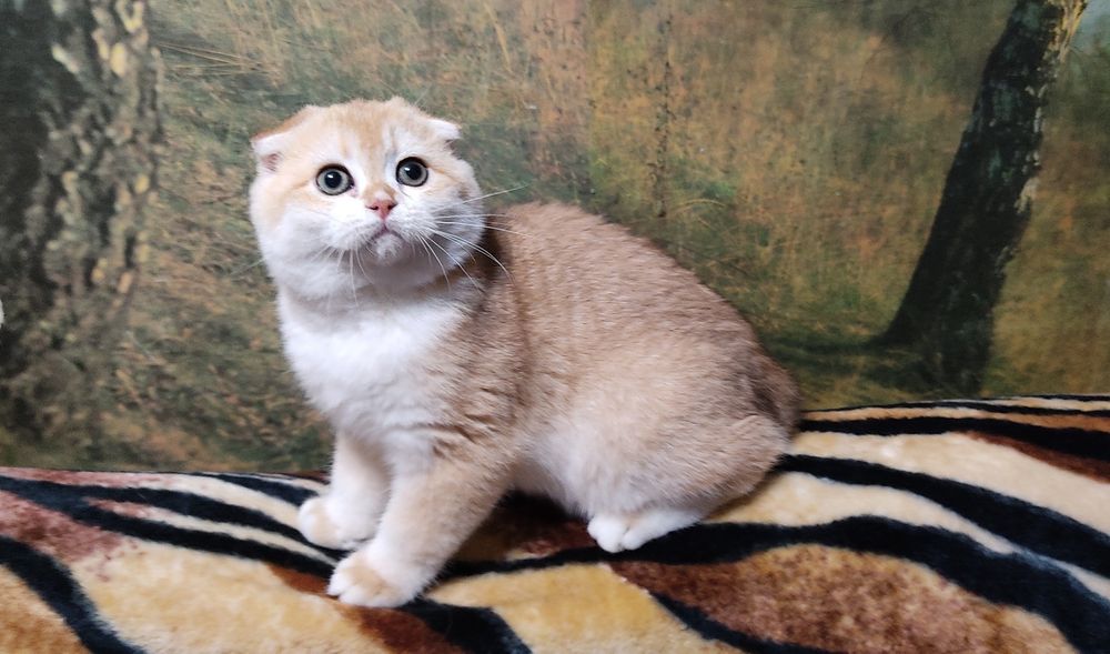 Вісловухий золотий завуальваний