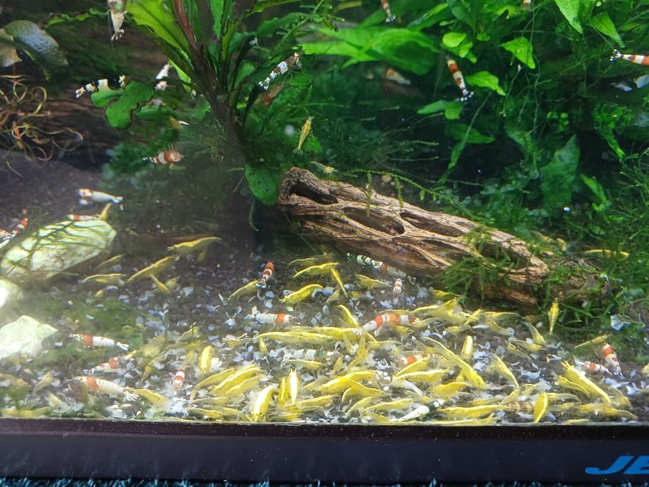 Camarões Neocaridinas Goldback line yellow e caridinas Crystal Red