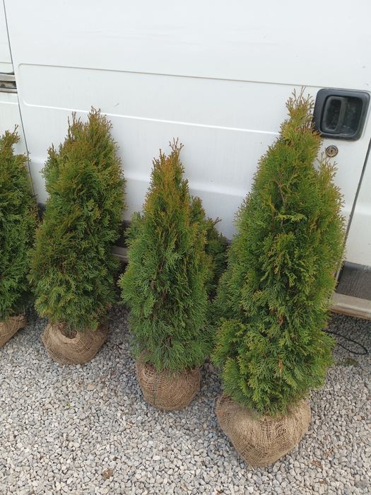 Tuja thuja szmaragd