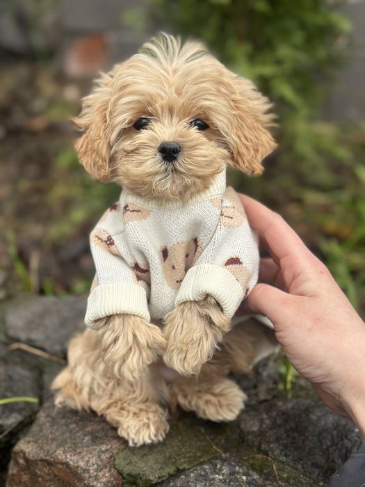 Мини мальчик мальтипу