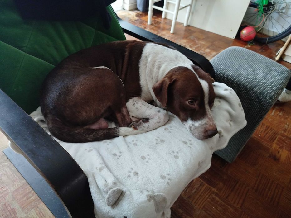 Cão 3 anos para adocao