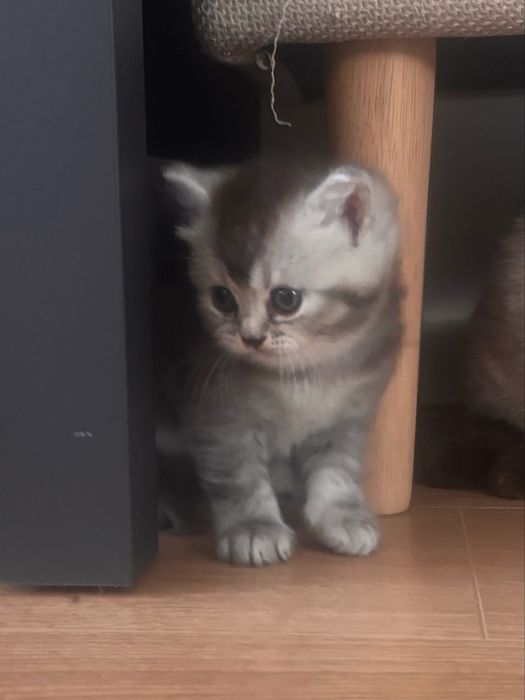 Kotka brytyjska