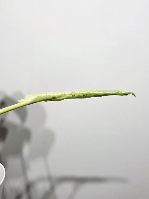 Monstera Deliciosa Mint