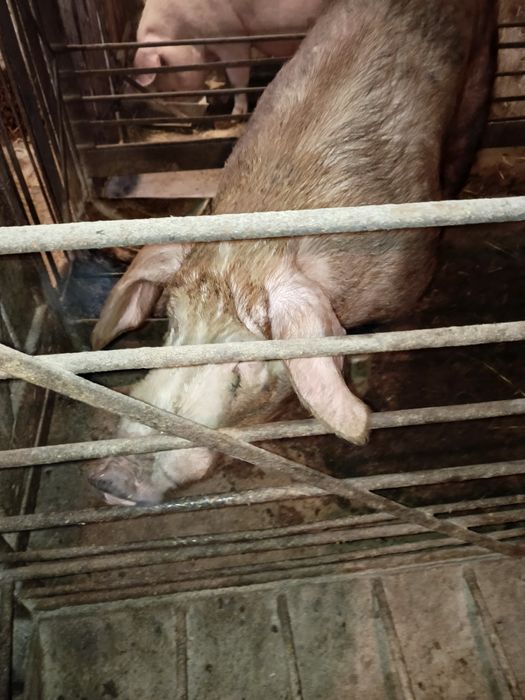 Продам хряка Кантор