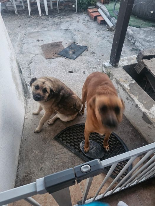 Cadelas para adoção