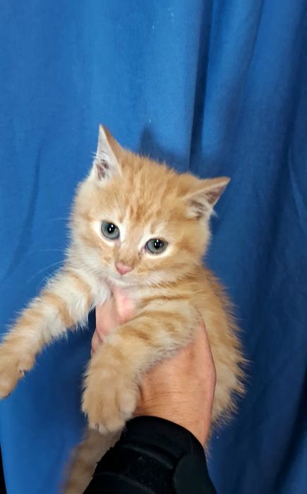 Сонячн рудіі котики