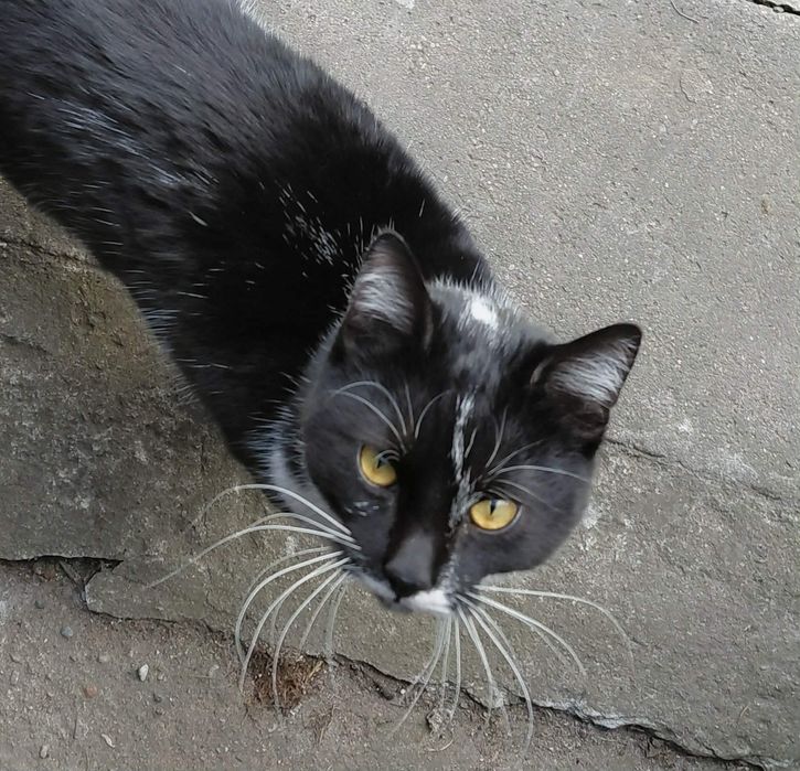 Maxiu szuka domu, cudny kot. Mega miziak, adoptuj