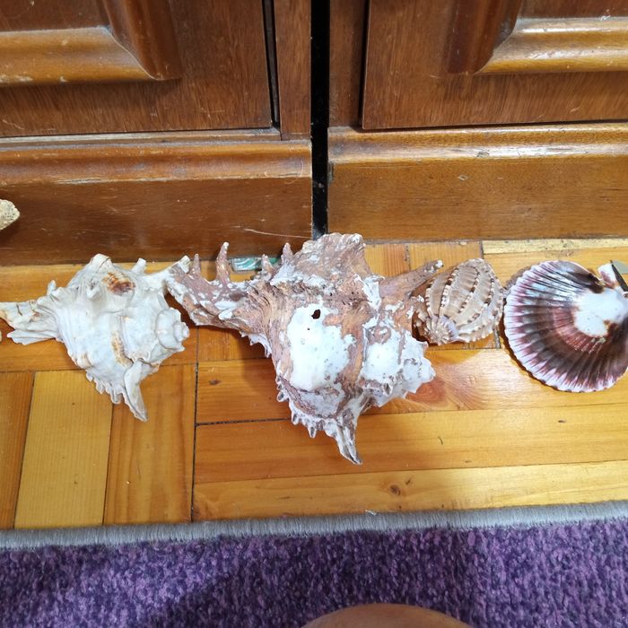 Ракушки для аквариума,звёзды, конек,кораллы