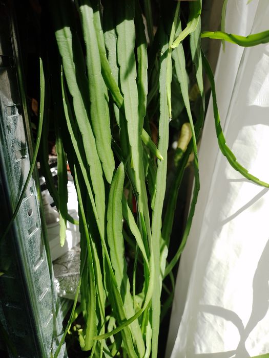 Лепісміум ріпсаліс