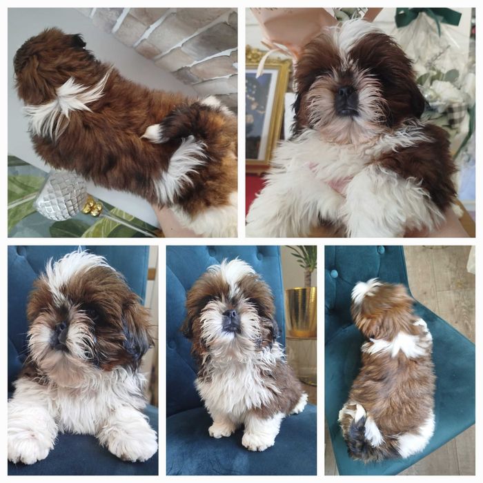 Rudo-bialy piesek slicznosci rodowód ZHPR