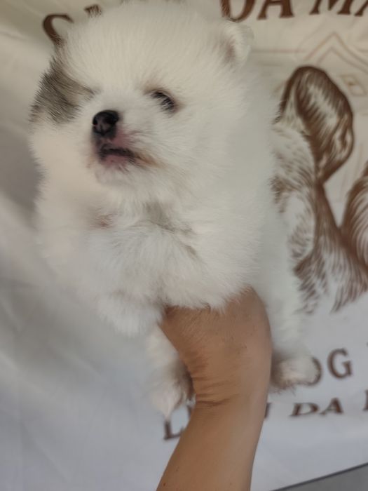 Spitz alemão/lulu