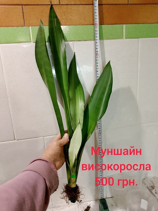 Муншайн високоросла