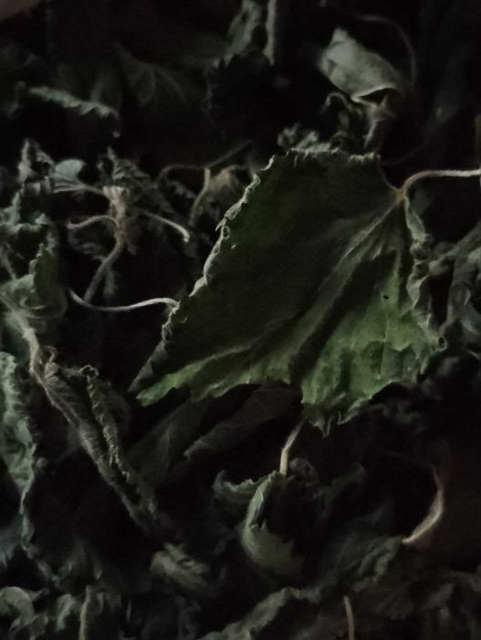 Сушені трави: хвощ та кропива