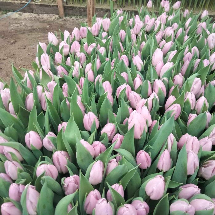 Тюльпан опт будь-яка кількість