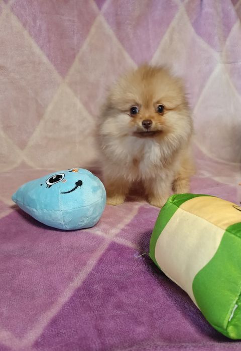 Szpic miniaturowy Pomeranian