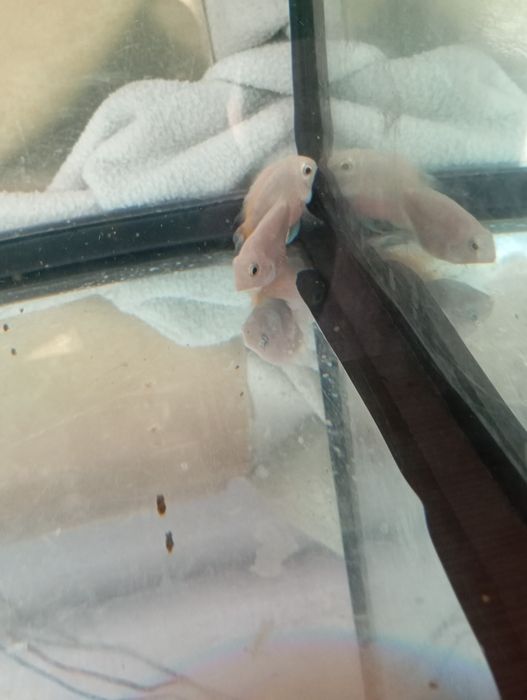 Tenho 3 peixes para troca de outros peixes ou pássaros ou venda urgente