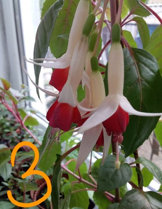 Вкорінені живці фуксії, домашні кімнатні рослини