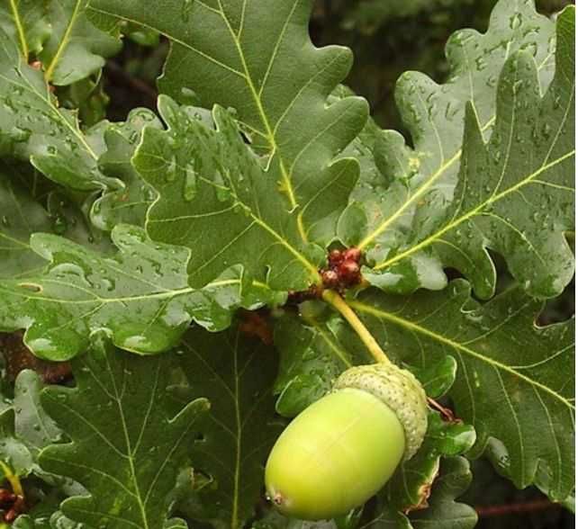 dąb szypułkowy sadzonki  20 szt- promocja