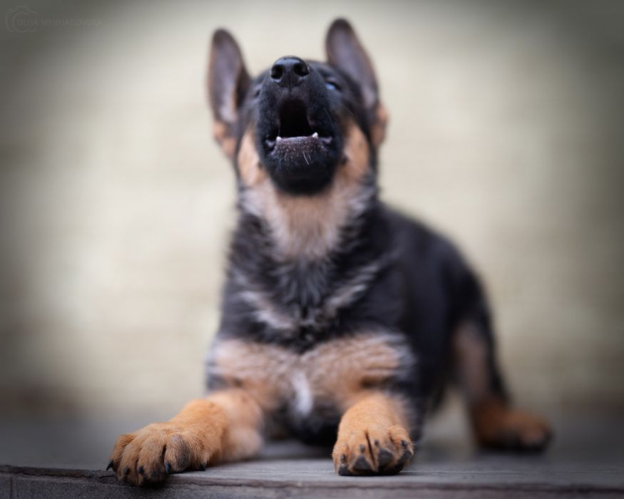 Німецька вівчарка, КСУ