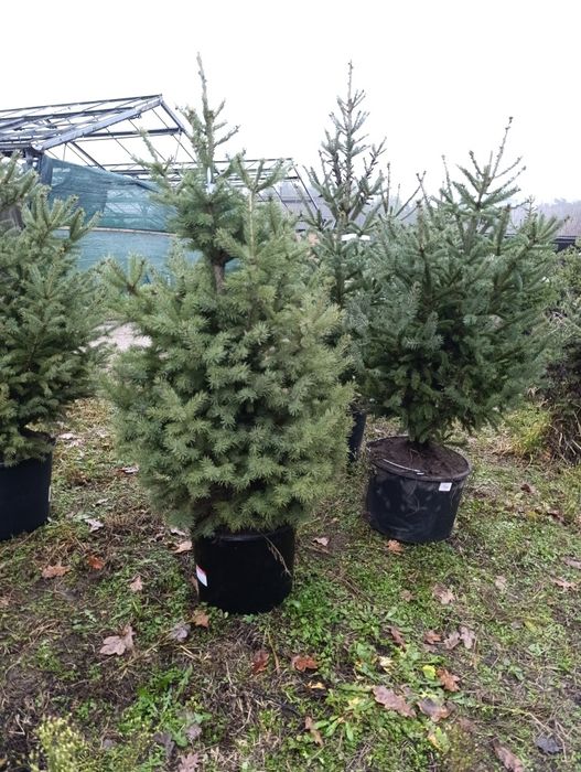 Ялинки до 150 см