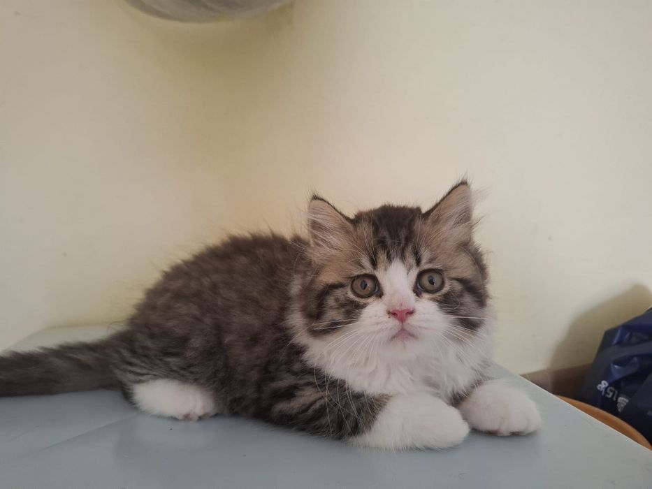 Gatinho Scottish Straight