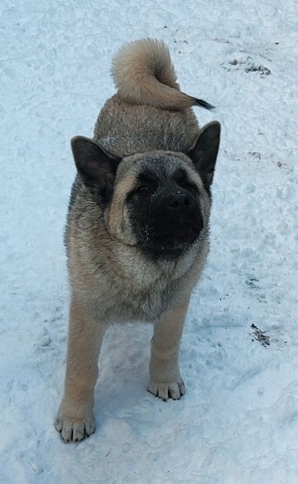 Цуценята акітята! Терміново