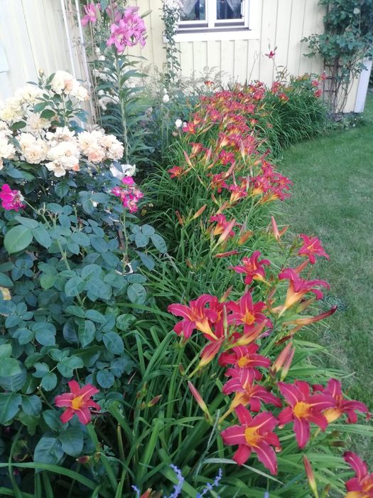 Liliowce z gruntu.