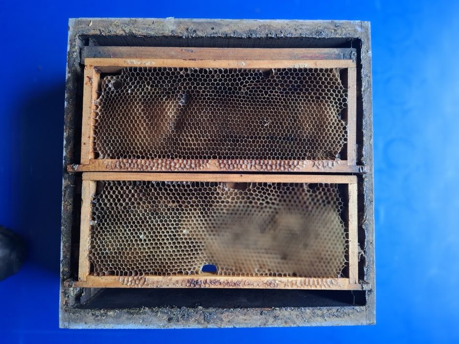 Meias alças abelhas