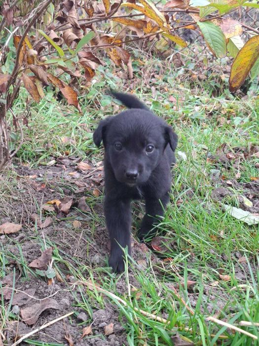 Цуцики лабрадора метиси продаж