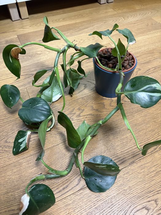 Philodendron white wizard